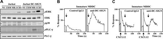 Figure 6. DC-SIGN ligation results in ERK and PLC-γ activation in transfected Jurkat cells and promotes transient calcium mobilization in MDDCs. (A) DC-SIGN on Jurkat-DC-SIGN transfectants was ligated by the anti–DC-SIGN MR-1 antibody, and the cells were incubated at 37°C for 5 minutes. As a control, cells were incubated with either anti-CD38 or anti-CD3 monoclonal antibodies. Mock-transfected cells were subjected to the same treatments for control purposes. After cell lysis, phosphorylated ERK (pERK), p38 (pp38), and PLC-γ (pPLC-γ), and total levels of ERK and PLC-γ were detected using specific polyclonal antisera. The experiment was performed twice with similar results, and one of the experiments is shown. NS indicates not stimulated. (B-C) Calcium determination in MDDCs after DC-SIGN ligation. Fluo-3AM–loaded MDDCs were left untreated (B) or treated with 50 nM SDF-1α (C), and subsequently incubated with anti–DC-SIGN MR-1 monoclonal antibody (20 μg/mL) (right panel) or an isotype-matched control antibody (left panel). Calcium flux was determined by flow cytometry at the indicated time points. Arrows indicate the time of addition of the MR-1 monoclonal antibody. Similar results were obtained from 3 independent experiments, and 1 of them is shown.