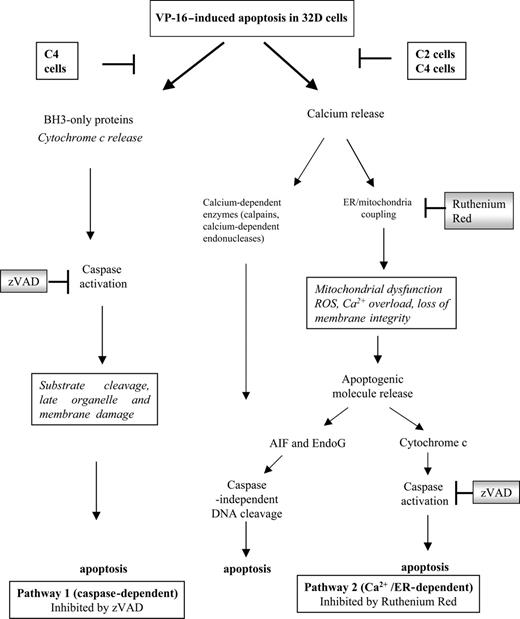 Figure 6. Available apoptosis pathways in 32D myeloid hematopoietic cells. In this model we propose that 32D cells have at least 2 pathways by which death can be initiated. Pathway 1 is often referred to as “classical” and involves BH3 protein activation leading to cytochrome c release and caspase activation. Calcium release from damaged organelles is a late event and is prevented by caspase inhibitors. Pathway 2 is initiated by calcium release, leading to activation of calcium-dependent cytosolic enzymes and ER/mitochondrial Ca2+ coupling. This has been proposed to generate reactive oxygen species (ROS) and lead to irreversible mitochondria damage. This process is likely to release apoptogenic factors including cytochrome c and, therefore, caspase activation, but also apoptosis-inducing factor (AIF) and endonuclease G (EndoG), which will subsequently lead to caspase-independent DNA fragmentation. Although late caspase activation will occur, inhibition cannot prevent the calcium accumulation or rescue the cells from apoptosis as other pathways contribute to cell death (activation of calcium-dependent cytosolic proteases, endonucleases, ER/mitochondrial coupling leading to mitochondrial dysfunction and release of apoptogenic factors). Evidence from our study suggests that Bcr-Abl–expressing cells are deficient in the calcium-dependent pathway. Cells expressing high levels of Bcr-Abl (C4 cells) are also resistant to the classical/BH3 pathway. This dual resistance may make a major contribution to treatment failure in BC CML, where elevated expression of Bcr-Abl is a common feature.