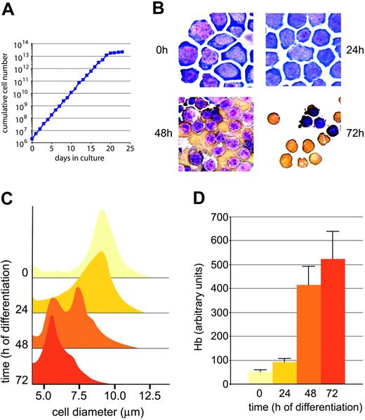 Figure 1. Extended self-renewal and synchronous differentiation of primary, fetal liver–derived mouse erythroblasts. (A) Cells from fetal livers of E12.5 mouse embryos were cultivated in serum-free StemPro (Life Technologies) medium plus NutriMix supplement in the presence of stem cell factor (SCF), erythropoietin (Epo; 2 U/mL), and the synthetic glucocorticoid dexamethasone (Dex). Proliferation kinetics of outgrowing erythroblasts were determined by daily measurements of aliquots in an electronic cell counter (CASY) and cumulative cell numbers calculated as described.50 (B) Terminal differentiation was induced by replacing proliferation factors with insulin, the glucocorticoid antagonist ZK11299334 plus high levels of Epo (10 U/mL) and Fe2-Tf (1 mg/mL = 12.5 μM). To monitor morphologic changes in maturing cells, aliquots were withdrawn at daily intervals, cytocentrifuged onto slides, and stained with neutral benzidine (to detect hemoglobin; brownish stain) and histologic dyes.36 Note size decrease and enucleation of mature cells (72 hours, bottom right panel). Photomicrographs were taken using an Axiovert 10 microscope (Zeiss, Oberkochen, Germany) equipped with a 63 × oil-immersion objective lens (numerical aperture 44-07-61; Zeiss). Images are presented at original magnification, × 630. Images were captured with a Sony 3CCD color video camera (Sony, Tokyo, Japan) and prepared for publication with IP Lab Spectrum P software 3.1.1 (Signal Analytics, Vienna, VA). (C) Measurements of the decline in cell volume during differentiation were performed with an electronic multichannel cell analyzer. Appearance of 5-μm peak indicates mature cells with volumes close to that of peripheral blood erythrocytes. (D) Hemoglobin levels during differentiation were quantitated using a photometric assay previously described, and normalized to both cell numbers and cell volume from 50-μL aliquots in triplicate32,37; error bars, SD of mean, n = 4.