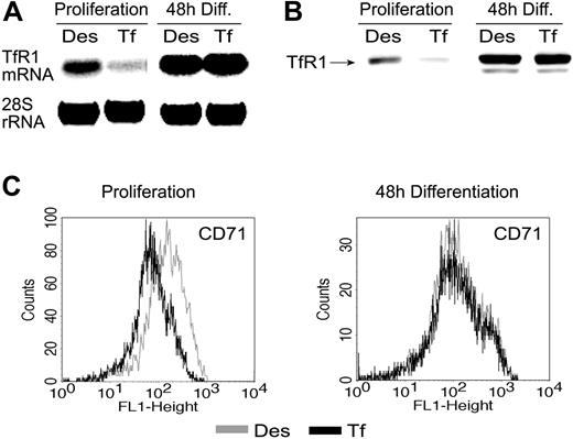 Figure 3. Transferrin receptor expression is independent of iron in differentiating mouse erythroblasts. Fetal liver–derived mouse erythroid progenitors pretreated as described in the legend to Figure 2 were analyzed for transferrin receptor (TfR1) expression. (A) TfR1 mRNA determined by Northern blotting (28S rRNA hybridization as control); (B) total TfR1 protein determined by Western blotting; Erk1/2, loading control. (C) TfR1 cell-surface expression was determined by flow cytometry.