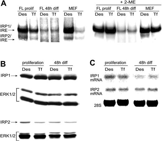 Figure 4. mRNA-binding activity of IRP is independent of iron in differentiating primary erythroblasts. (A) Determination of apparent (left panels) and total IRP mRNA-binding activities (right panels; +2-ME43) in extracts of mouse erythroblasts (designated “FL,” for fetal liver–derived cells), pretreated as described in Figures 2 and 3. Electrophoretic mobility shift assays (EMSAs) of complexes between IRP and radiolabeled in vitro–transcribed RNAs containing the IREs of mouse FerH mRNA (clone 42)42 were performed as described in “Materials and methods.” Control extracts, demonstrating the full regulatory potential of IRP, were prepared from mouse embryo fibroblasts (MEFs). Total IRP1 and IRP2 protein (B) and mRNA levels (C) were determined by Western (Erk1/2 used as loading control) and Northern blotting (28S rRNA signal as RNA quality and loading control), respectively.