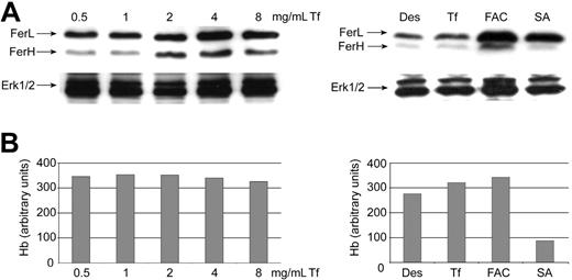 Figure 5. Iron overload and inhibition of heme synthesis restore iron-dependent Fer expression in differentiating mouse erythroblasts. Fer expression as determined by Western blotting in erythroid progenitors differentiating for 48 hours. (A) Cells were either incubated for 24 hours with Fe2-Tf (6.3-100 μM; highest concentration corresponds to 8 times the physiologic level; top left panel), or Des (50 μM), Fe2-Tf (12.5 μM), FAC (63 μM Fe) and SA (0.2 μM; inhibition of heme synthesis) (top right panel). FAC probably can enter the cells directly, bypassing Tf/TfR-mediated endocytosis and the assumed vectorial iron transport from endosomes into mitochondria, and may thus lead to direct cytosolic iron overload ERK1/2 (bottom panels), loading control; membranes restained with corresponding antibody. (B) Hemoglobin synthesis in the cells described in panel A.