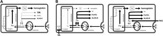 Figure 6. Working model for the regulation of iron metabolism in differentiating primary erythroblasts. (A) The model shown in this scheme is essentially based on the “kiss-and-run” hypothesis62 of vectorial iron transport toward mitochondria. It depicts the distribution of iron (cytosolic versus mitochondrial) in differentiating erythroid cells as well as how the expression levels of TfR1, Fer, and ALAS-E are regulated via IRP. Thick and thin black arrows symbolize high and low rates of iron flow, respectively; open white arrows depict heme synthesis; lettering size for hemoglobin, TfR1, Fer, ALAS-E and “Fe” (iron-loaded heme) indicates the expression level of the corresponding protein or compound. (B) Predicted and in part experimentally verified consequences of (1) perturbation of mitochondrial iron uptake/flow by adding inhibitors of heme biosynthesis like succinylacetone (SA; left panel) or (2) of direct cytoplasmic iron overload with low-molecular-weight iron salts (ie, addition of ferric ammonium citrate, FAC; right panel).