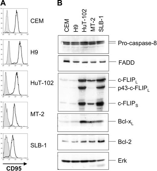 Figure 2. HTLV-1–infected cells express increased amounts of c-FLIP. (A) Surface expression of CD95 on HuT-102, MT-2, and SLB-1 cells. CEM and H9 cells served as positive controls. Filled histograms represent the isotype control; open histograms represent CD95 surface expression. (B) Expression of components of the CD95 signaling pathway in HTLV-1–infected cells. Lysates of CEM, H9, HuT-102, MT-2, and SLB-1 cells were subjected to SDS-PAGE and Western blot analysis with antibodies against c-FLIP, FADD, caspase-8, Bcl-xL, and Bcl-2. Analysis of Erk expression served as control for equal protein loading.