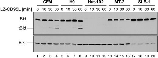 Figure 3. Lack of CD95-mediated cleavage of Bid in HTLV-1–infected MT-2 and SLB-1 cells. CEM, H9, HuT-102, MT-2, and SLB-1 cells were treated with 200 ng/mL LZ-CD95L for the indicated period of time and lysed. Lysates were subjected to SDS-PAGE and Western blot analysis with antibodies against Bid and Erk. The 22-kDa Bid and 15-kDa truncated Bid (tBid) are indicated. Analysis of Erk expression served as control for equal protein loading.