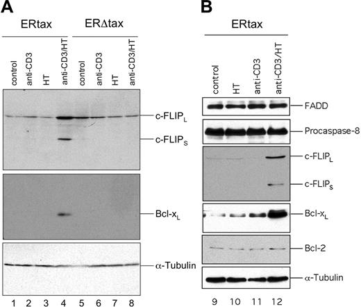 Figure 4. Activation of HTLV-1 Tax leads to induction of c-FLIP and Bcl-xL. Jurkat ERtax and ERΔtax cells were stimulated with 30 μg/mL anti-CD3, 2 μM HT, or both for 24 hours. (A) Lysates were subjected to Western blot analysis with antibodies against c-FLIP and Bcl-xL. Expression of tubulin was analyzed as loading control. (B) No modulation of the DISC components FADD and pro–caspase-8 and of Bcl-2. ERtax cells were stimulated with 30 μg/mL anti-CD3, 2 μM HT, or both for 24 hours. Lysates were subjected to Western blot analysis with antibodies against FADD, pro–caspase-8, and Bcl-2. Expression of tubulin was analyzed as loading control. Induction of c-FLIP and Bcl-xL was used as positive control for stimulation.