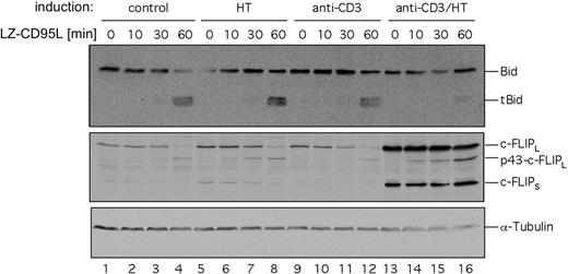 Figure 6. Activation of HTLV-1 Tax reduces CD95-dependent cleavage of Bid. Jurkat ERtax cells were stimulated with 30 μg/mL anti-CD3, 2 μM HT, or both for 24 hours. Surviving cells were isolated by Ficoll gradient centrifugation and stimulated with 200 ng/mL LZ-CD95L for the indicated periods of time. Cell lysates were subjected to Western blot analysis with antibodies against Bid. Expression of tubulin was analyzed as loading control. Induction of c-FLIP was analyzed as positive control for stimulation.
