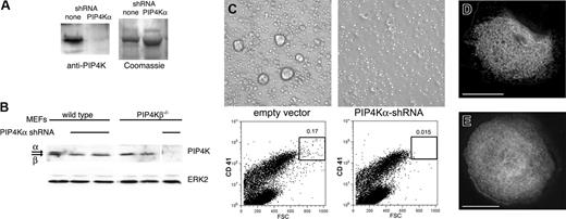 Figure 4. PIP4Kα shRNA induces absence of large MKs. (A) Mouse fetal liver cultures were treated with retroviruses that drive expression of PIP4Kα-specific shRNA and selected in puromycin. Cell fractions enriched for MK progenitors were isolated on day 5 and cultured further under drug selection. MKs from the ensuing (second) wave were used to prepare protein lysates and immunoblotted with PIP4Kα antiserum to reveal substantial down-regulation of the target protein compared with controls (empty vector). Protein loading was verified by Coomassie blue staining (right; only part of the gel is shown). (B) Selectivity of PIP4Kα shRNA. The PIP4Kα antibody recognizes PIP4Kα better than PIP4Kβ. Mouse embryonic fibroblasts (MEFs) from wild-type or PIP4Kβ-nullizygous mice were treated with the same PIP4Kα shRNA. Both kinase isoforms are present in wild-type MEFs, whereas PIP4Kβ–/– MEFs only express PIP4Kα. The shRNA specifically depletes PIP4Kα without affecting the PIP4Kβ isoform. (C) Progenitor fractions were monitored for MK differentiation. PIP4Kα shRNA-treated cells failed to develop into the largest MKs, as judged by both phase-contrast light microscopy (top) and 2-parameter flow cytometry (bottom) for forward light scatter (x-axis; FSC) and surface CD41 (y-axis). (D-E) Similar studies were conducted with EYFPki MKs. Representative micrographs show typical membrane staining of MKs treated with control (empty) virus (D), whereas in PIP4Kα-depleted MKs (E), the cytoplasmic fluorescent signal is uniform and lacks definition corresponding to internal membranes. Scale bars, 15 μm.