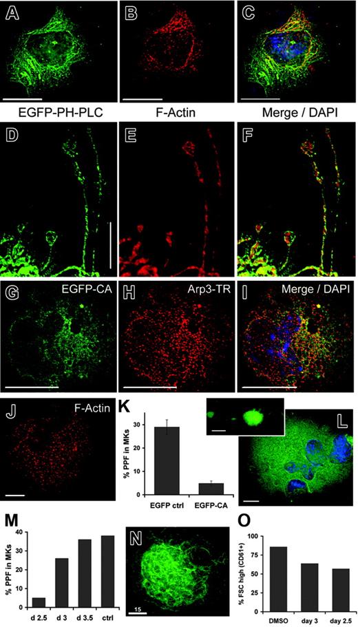Figure 5. Actin fibers assemble near MK internal membranes and are required for proplatelet formation. (A-F) Wild-type MKs infected with PH(PLCδ1)–EGFP retrovirus were fixed, permeabilized, and labeled with Texas Red–phalloidin and DAPI nuclear stain on culture day 4. A central z-section in panel A reveals internal, PI-4,5-P2–containing membranes. Phalloidin-stained actin filaments appear in a reticular network that colocalizes partially with PH(PLCδ1)–EGFP at one cell pole (B), as judged by merger of fluorescent signals (C). PI-4,5-P2–positive proplatelet membranes also associate closely with actin filaments, suggesting continuity of the spatial relationship established in the cell body (D-F). (G-I) MKs were infected with retroviruses to express EGFP-tagged N-WASp CA domain, and infected cells were identified by fluorescence microscopy. The tagged CA domain colocalizes extensively with Texas Red–labeled Arp3, as shown by the merger of fluorescent signals. (J) Phalloidin staining of WASp-CA–expressing cells confirms disruption of actin filaments, which also failed to colocalize with the EGFP-CA fragment (data not shown). (K) EGFP-CA and control retroviruses were used to infect MKs on culture day 2, and proplatelet formation was scored on day 4. Expression of the isolated CA domain substantially reduced proplatelet formation. Results are averaged from 3 independent experiments, and are presented with standard deviations (error bars). (L) WASP-CA–infected MKs are large, have multilobed nuclei, and extend rare proplatelets (inset), findings that argue against general toxicity. (M) Proplatelet formation by cytochalasin D–treated MKs on culture day 4. Results show the effects of introducing cytoD into MK cultures between days 2.5 and 3.5 and are averaged over 3 independent experiments. Ctrl indicates DMSO treatment for 2.5 days. (N) Representative EYFPki MK treated with cytoD on culture day 2, showing the characteristically elaborate internal membrane structure. (O) Cells treated with DMSO (control) or with 0.2 μM cytoD on culture days 2.5 or 3 were assessed for cell size on day 4. The fraction of FSChigh MKs (CD61+ cells) is shown from 2 independent experiments. MKs were reduced slightly in size but showed little difference over the same interval in which proplatelet formation (M) was notably inhibited. Scale bars: A-I, N, 15 μm; J, L, 10 μm.