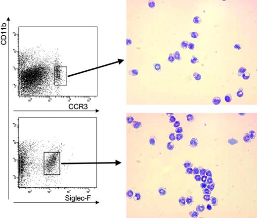 Figure 2. CD11b, Siglec-F, and CCR3 coexpression defines a highly specific murine eosinophil population by flow cytometry. Peripheral blood from CD2-IL-5–transgenic BALB/c mice was stained with anti–CCR3-PE, anti–Siglec-F-PE, and CD11b-APC antibodies followed by 7-AAD and sorted for CD11b+/CCR3+/low and CD11b+/Siglec-F+/low populations in 7-AAD– cells. Cytospins were prepared from sorted cells and were stained with Diff-Quick (optical magnification × 500).