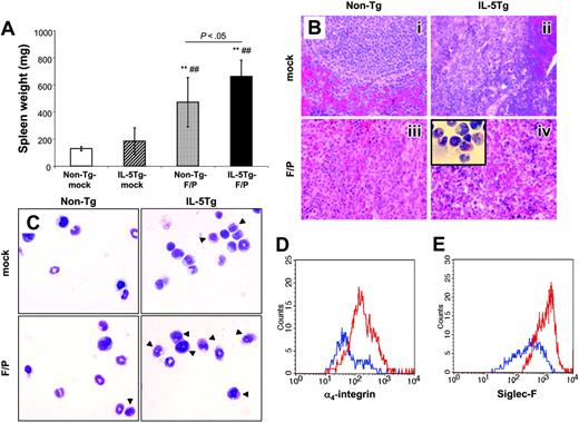 Figure 3. Analysis of spleen and bone marrow in a murine eosinophilic disease model induced by the F/P fusion gene. (A) Spleen weight of the same groups of mice that underwent transplantation as shown in Figure 1. Data are shown as mean ± SD and represent 10 to 12 mice per group, pooled from 3 independent experiments. **P < .01, compared with non–Tg-mock; ##P < .01, compared with IL-5Tg-mock. Histopathologic analysis of spleen (B) and bone marrow (C) was performed at 4 weeks by hematoxylin/eosin staining for sectioned tissue and Diff-Quick staining for cytospins. Representative examples (of 5-12 mice per group, pooled from 3 independent experiments) are shown in panels B-C (i: non–Tg-mock; ii: non–Tg-F/P; iii: IL-5Tg-mock; iv: IL-5Tg-F/P; optical magnification × 500). Arrows in panel C indicate eosinophils. Inset of panel B shows cytospin of IL-5Tg-F/P recipient spleen (optical magnification × 500). CD49d (α4-integrin) expression on CD49d+ cells in CCR3+/EGFP+/7-AAD– BM cells (D) and Siglec-F expression on Siglec-F+ cells in EGFP+/7-AAD– BM cells (E) in IL-5Tg-mock (blue lines) and IL-5Tg-F/P (red lines) were analyzed by flow cytometry. Representative examples (3-12 mice per group, pooled from 2 or 3 independent experiments) are shown in panels D and E.