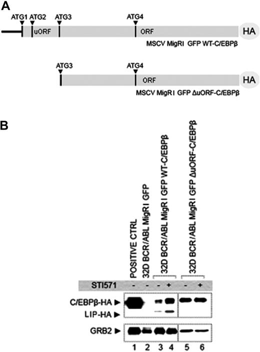 Figure 2. Role of the c/ebpβ mRNA intercistronic region in the STI571-dependent CEBPB expression in 32D-BCR/ABL cells. (A) Schematic representation of the expression vectors MigRI GFP WT-C/EBPβ (top) and MigRI GFP ΔuORF-C/EBPβ (bottom), in which the CEBPB-coding sequence is fused in-frame to the HA epitope at 3′. ATG1, 3, and 4 correspond to the initiation codon for LAP1, LAP2, and LIP, respectively. (B) Western blot analysis of HA-tagged CEBPB protein. Total lysate from 293T cells transfected with MigRI GFP WT-C/EBPβ-HA, used as positive control (lane 1), GFP-sorted 32D-BCR/ABL cells carrying the MigRI GFP empty vector (lane 2), GFP-sorted MigRI GFP WT-C/EBPβ cells (lanes 3-4), or MigRI GFP ΔuORF C/EBPβ cells (lanes 5-6) untreated (lanes 3 and 5) or treated (lanes 4 and 6) for 24 hours with 1 μM STI571 were probed with an antibody against the HA epitope. Equal loading was assessed by probing the filter with an anti-GRB2 antibody.