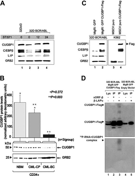 Figure 3. Role of CUGBP1 in imatinib-induced CEBPB expression. (A) Levels of expression of CUGBP1 and CEBPB proteins assessed by Western blotting in parental (lane 1) or 32D-BCR/ABL-expressing cells untreated or treated with 1 μM STI571 (lanes 2-4). Specific antibodies against C/EBPβ or CUGBP1 were used to probe the nitrocellulose filter. (B) Histogram (top) and Western blot (bottom) show CUGBP1 levels (expressed in the graph as mean ± SE of densitometric units after normalization with GRB2 levels) in the CD34+ fraction from NBM (n = 3), CML-CP (n = 3), and CML-BC (n = 3) marrow samples (NBM versus CML-CP, *P = .272; CML-CP versus CML-BC, **P = .003; t test). GRB2 levels were measured as loading control. (C) Effects of CUGBP1 on C/EBPβ expression in GFP-sorted 32D-BCR/ABL cells or puromycin-selected K562 cells. Western blot shows CEBPB levels in empty vector-transduced cells (lanes 1 and 3) or in cells ectopically expressing CUGBP1 (lanes 2 and 4). Exogenous CUGBP1 was detected by anti-Flag Western blotting. (D) Immunoprecipitation with anti-Flag–conjugated agarose beads: cytoplasmic extracts (lanes 1 and 4) from GFP-sorted cells carrying the empty vector (lane 4), or expressing CUGBP1-Flag (lane 1) were UV–cross-linked and immunoprecipitated after incubation with 32P-labeled oligo-RNAs βLAPu (lanes 3 and 5) or sORFβ (lane 2). Cytoplasmic extracts (lanes 1 and 4) and immunoprecipitates (lanes 2, 3, and 5) were resolved by SDS-PAGE and then probed in Western blotting by an anti-Flag epitope antibody (top panel); the filter was then exposed to an x-ray film to detect the radioactive signal of the RNA-protein complex (bottom panel).