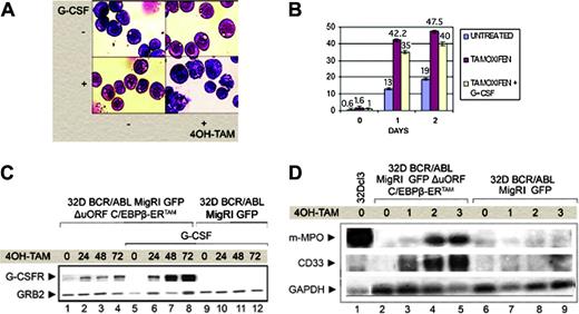 Figure 5. CEBPB expression induces granulocytic differentiation of 32D-BCR/ABL cells. (A) May-Grünwald-Giemsa staining of cytospin from 32D-BCR/ABL transduced with the MigRI GFP ΔuORF C/EBPβ-ERTAM retrovirus, induced or not with 4-HT and untreated or treated with G-CSF. (B) Gr-1 expression in MigRI GFP C/EBPβ-ERTAM-transduced 32D-BCR/ABL cells. The percentage of Gr-1+ cells (assessed by immunostaining with a PE-conjugated anti–Gr-1 antibody) is expressed on the y-axis, whereas x values indicate length of treatment (in days). Values shown are the mean plus SD of 3 different experiments. (C) Western blot analysis of G-CSFR expression in transduced 32D-BCR/ABL cells. Cells were treated with 4-HT alone (lanes 1-4) or in combination with G-CSF (lanes 5-12). Equal loading was monitored by anti-GRB2 Western blotting. (D) MPO and CD33 antigen mRNA levels on total RNA from G-CSF–treated (3 days) 32Dcl3 cells as positive control (lane 1), MigRI GFP ΔuORF C/EBPβ-ERTAM (lanes 2-5), or MigRI GFP-transduced (lanes 6-9) 32D-BCR/ABL cells before (lanes 2 and 6) and after (lanes 3-5 and 7-9) 4-HT treatment.