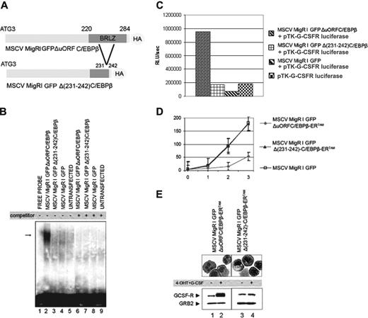 Figure 6. CEBPB effects on proliferation and differentiation require its DNA-binding activity. (A) Schematic representation of MigRI GFP ΔuORF C/EBPβ (top) and MigRI GFP ΔP231-242) CEBPB (bottom) plasmids. (B) DNA-binding activity of WT and mutant CEBPB assessed by EMSA using a 32P-labeled double-stranded oligonucleotide corresponding to the G-CSFR C/EBP-binding site and lysates from untransfected 293T cells (lane 9) or cells transfected with MigRI GFP (lanes 4 and 8), MigRI GFP ΔuORF C/EBPβ (lanes 2 and 6), or MigRI GFP Δ(231-242) CEBPB (lanes 3 and 7). Binding specificity was assessed using the G-CSFR C/EBP-binding site oligonucleotide as cold competitor (lanes 6-9). Arrow indicates the DNA-protein complex. (C) Luciferase assay (representative of 3 different experiments) on cell lysate from 293T transfected with a reporter gene in which luciferase activity is driven by 4 C/EBP-binding sites (G-CSFR pTK G-CSFR-luciferase) alone, or in the presence of the MigRI GFP empty vector, or ΔuORF or Δ(231-242) CEBPB. Levels of HA-C/EBPβ expression (bottom) were tested by Western blotting with an anti-HA antibody; equal loading was demonstrated by monitoring GRB2 levels. (D) Proliferation of 4-HT–treated (250 nM) cells carrying the MigRI GFP (□), the MigRI GFP ΔuORF C/EBPβ-ERTAM (♦), or the MigRI GFP Δ(231-242) C/EBPβ-ERTAM (▴) retrovirus; cell number (× 103) is on the y-axis, day of treatment is on the x-axis. Values are the mean plus SD of 3 different experiments. (E) May-Grünwald-Giemsa staining of cytospin from MigRI GFP ΔuORF C/EBPβ-ERTAM (left) or MigRI GFP Δ(231-242) C/EBPβ-ERTAM (right) 32D-BCR/ABL cells 3 days after treatment with 4-HT (250 nM) and G-CSF (25 ng/mL); G-CSFR levels are shown at the bottom.