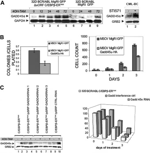 Figure 7. Role of GADD45A expression in CEBPB-dependent proliferation inhibition of 32D-BCR/ABL cells. (A) Left: Northern blot analysis on total RNA from 32D-BCR/ABL cells transduced with MigRI GFP ΔuORF-C/EBPβ-ERTAM (lanes 1-5) or with MigRI GFP (lanes 6-9) before (lanes 1 and 6) or after (lanes 2-5 and 7-9) 4-HT treatment (250 nM). The full-length coding sequence of GADD45A was used as probe; the GAPDH probe was used to control equal loading. Right: Western blot analysis of GADD45A expression in STI571-treated CML-BC mononuclear cells. (B) Left: methylcellulose colony formation (as ratio on plated cells) from 32D-BCR/ABL cells transduced with the MigRI GFP or the MigRI GFP GADD45α-HA retrovirus. Right: proliferation of MigRI GFP or MigRI GFP GADD45α-HA-transduced 32D-BCR/ABL cells; values reported in both panels correspond to the mean plus SD of 3 different experiments. (C) Left: GADD45A expression in ΔuORF C/EBPβ-ERTAM 32D-BCR/ABL cells transduced with GADD45A or a control shRNA retrovirus before (lanes 1, 3, 5, 7, 9) and after (lanes 2, 4, 6, 8, 10) 4-HT treatment (250 nM). Right: proliferation of 4-HT treated ΔuORF C/EBPβ-ERTAM 32D-BCR/ABL cells (untransduced, transduced with pSRP GADD45ARNAi2 and pSRP GADD45α-RNAi3 together, or with a control shRNA). Representative of 3 different experiments; percentage of viable over untreated cells (y-axis) after 1, 2, or 3 days of 4-HT treatment (x-axis).