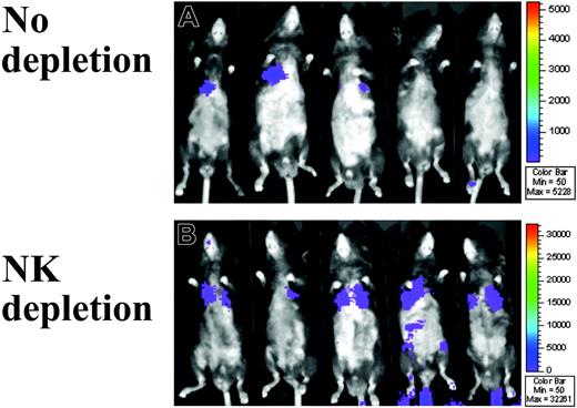 Figure 2. Immune resistance to MAPC in Rag2–/– mice. (A) With the use of WBI of firefly luciferase bioluminescence, the biodistribution of donor MAPC DLs was monitored in real time. In T- and B-cell–deficient Rag2–/– mice (n = 5), MAPC DLs were detected throughout the 30-day period and even more so (B) in the mice given the anti–NK1.1 monoclonal antibody (n = 5). MAPC DL–derived BLI signals were observed predominantly over the area of upper thorax.