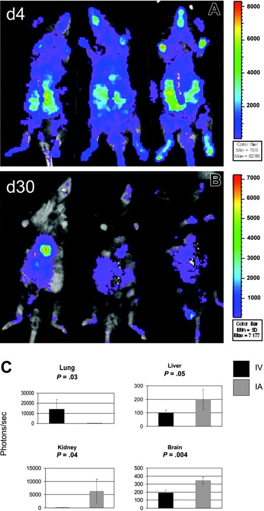 Figure 3. Intra-arterial infusion of MAPCs results in superior biodistribution. To assess the biodistribution of MAPCs after intra-arterial (IA) delivery, MAPC DLs (106) were infused through the left cardiac ventricle (n = 3) into Rag2/IL-2Rγc–/– mice. WBI is shown at 4 days (A) and at 30 days (B) after MAPC DL infusion. WBI showed BLI signals distributed throughout the whole body at day 4 (A) and the thoracoabdominal area, face, and paws at day 30 (B), in contrast to mostly thoracic BLI signals after intravenous (IV) delivery (Figure 2B). (C) Tissue homogenates were examined for luciferase activity at day 30 after IV or IA MAPC DL infusion. Lung luminescence after IA infusion was above background but significantly less than lung luminescence after IV delivery (P = .032). After IA delivery, tissue luminescence was significantly higher than in samples of the same tissues after IV delivery in liver (P = .05), kidney (P = .044), and brain (P = .004). These findings show that, when compared with IV delivery, IA infusion results in more diverse homing of MAPC DLs.