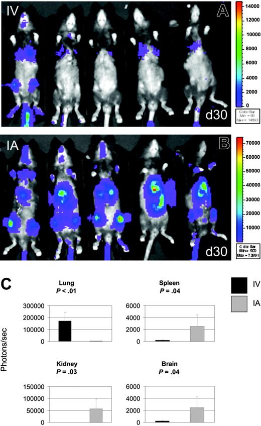 Figure 4. TBI overcomes MAPC resistance. To determine whether MAPC can persist under conditions of allogeneic hematopoietic stem cell transplantation, B6 mice were lethally irradiated and given B10.BR bone marrow intravenously with MAPC DLs infused intravenously (A) or intra-arterially (B). At day 30 after intravenous (IV) infusion, BLI signals from donor MAPC DLs were detected over thorax (A). After intra-arterial (IA) administration, bioluminescence was detected over the chest, abdomen, head, and extremities (B). (C) To quantify the engraftment of donor MAPCs, luciferase activity in tissue homogenates was determined at day 30 after cell infusions. After intra-arterial delivery, we detected tissue luminescence significantly higher than samples of the same tissues after intravenous delivery in spleen (P = .04), kidney (P = .03), and brain (P = .04). Lung luminescence was above background but was significantly lower after intra-arterial delivery when compared with lung luminescence after intravenous delivery (P = .01).