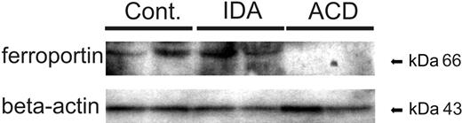 Figure 3. Ferroportin protein expression in circulating monocytes. Freshly isolated blood monocytes were subjected to cell-extract preparation and subsequent Western blotting for quantification of ferroportin protein expression. Determination of β-actin protein expression was used as an internal control (Cont). One of 4 representative experiments is shown.