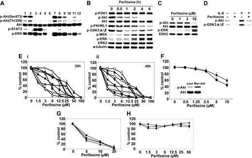 Figure 1. Perifosine inhibits Akt phosphorylation and induces cytotoxicity in MM cells. (A) Baseline phosphorylation of Akt, STAT3, and ERK in MM cell lines and tumor cells from MM patients assessed by Western blotting. Lane 1 indicates MM.1S; 2, MM.1R; 3, U266; 4, INA-6; 5, RPMI8226; 6, LR5; 7, Dox40; 8, OPM1; 9, OPM2; and 10 to 12, patient tumor cells. (B) MM.1S cells were cultured with perifosine (10 μM) for the indicated periods. Whole-cell lysates were subjected to Western blotting using anti–p-PDK1, anti–p-Akt, anti-Akt, anti–p-FKHRL1, anti–p-GSK3α/β, anti–p-MEK, anti–p-ERK, anti-ERK2, and α-tubulin Abs. (C) MM.1S cells were cultured with perifosine (1-10 μM) for 6 hours. Whole-cell lysates were subjected to Western blotting using anti–p-Akt, anti-Akt, anti–p-ERK, and anti-ERK2 Abs. (D) MM.1S cells were cultured with perifosine (5 μM) for 6 hours prior to stimulation with IL-6 (20 ng/mL). Whole-cell lysates were immunoprecipitated with anti-Akt Ab. The immunoprecipitates were washed and subjected to in vitro kinase assay according to manufacturer's protocol. (E) MM.1S (▪), MM.1R (□), U266 (▴), INA-6 (▵), RPMI8226 (•), LR5 (○), Dox40 (♦), OPM1 (⋄), and OPM2 (*) cells were cultured with perifosine (1.5-100 μM) for 24 hours (i) and 48 hours (ii). (F) MM.1S cells stably transfected with Myr-Akt (▪) and control construct (•) were cultured with perifosine (0.6-10 μM) for 24 hours. Whole-cell lysates from control and Myr-Akt–transfected cells were subjected to Western blotting using anti–p-Akt and Akt Abs. (G-H) Freshly isolated tumor cells from 4 patients with MM (G) and PBMCs from 3 healthy donors (H) were cultured with increasing doses of perifosine for 48 hours. Cytotoxicity was assessed by MTT assay (E-H); data represent mean (± SD) of quadruplicate cultures.