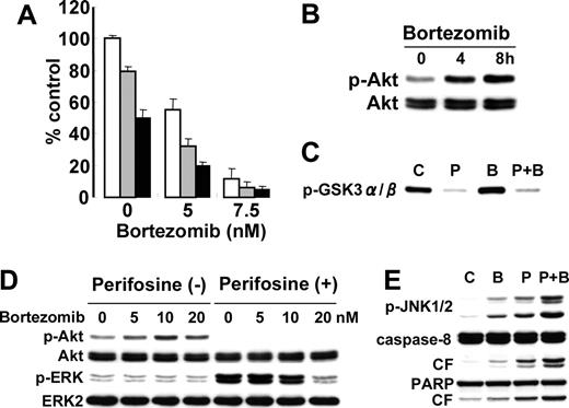 Figure 6. Perifosine enhances cytotoxicity of novel (bortezomib) agents. (A) MM.1S cells were cultured for 24 hours with control media (□) and with 2.5 μM (▦) or 5 μM (▪) perifosine in the presence or absence of bortezomib (5 nM and 7.5 nM). Cytotoxicity was assessed by MTT assay; data represent means (± SD) of quadruplicate cultures. (B) MM.1S cells were cultured with bortezomib (10 nM) for 4 hours and 8 hours. Whole-cell lysates were subjected to Western blotting with p-Akt and Akt Abs. (C) MM.1S cells were cultured with bortezomib (10 nM) for 8 hours. Whole-cell lysates were immunoprecipitated with anti-Akt Ab. The immunoprecipitates were washed and subjected to in vitro kinase assay, according to manufacturer's protocol. The reaction mixtures were immunoblotted with anti–p-GSK3α/β. (D) MM.1S cells were cultured with bortezomib (5, 10, and 20 nM) in the presence (5 μM) or absence of perifosine. Whole-cell lysates were subjected to Western blotting with p-Akt, Akt, p-ERK, and ERK2 Abs. (E) MM.1S cells were cultured for 8 hours with control media, perifosine (5 μM), bortezomib (10 nM), or perifosine (5 μM) plus Bortezomib (10 nM). Cells were then lysed and subjected to Western blotting using anti–p-JNK1/2, caspase-8, and PARP Abs.