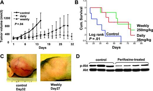 Figure 7. Perifosine inhibits human MM cell growth in vivo. (A-B) Immunodeficient BNX mice were inoculated subcutaneously in the flank with 3 × 107 MM.1S cells in 100 μL RPMI 1640 medium and 100 μL Matrigel. Oral perifosine was administered daily (red line; 36 mg/kg, n = 7) and weekly (green line; 250 mg/kg, n = 7) starting after the development of measurable tumor. Perifosine significantly inhibited MM tumor growth (A) (P = .04) and increased survival (B) (P = .001) compared with the control group treated with vehicle (blue line; normal saline, n = 6) only. Error bars in panel A represent ± 1 SD of 7 mice in the treated groups and 6 mice in the control group. (C) Significant growth inhibition of subcutaneous tumor was observed after 4 weekly treatments with perifosine (250 mg/kg). (D) Tumor tissues from mice treated with control vehicle or with weekly perifosine were harvested; whole-tissue lysates were subjected to Western blotting using anti–p-Akt and Akt Abs.