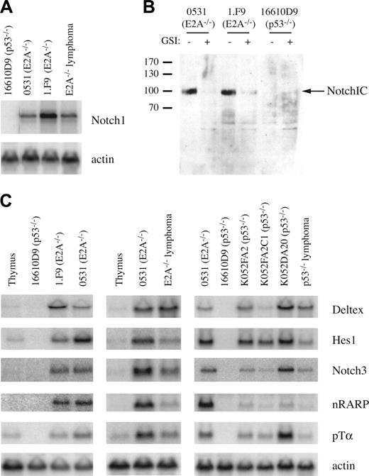 Figure 1. Expression of Notch1 target genes in E2A–/– and p53–/– lymphomas. (A) Northern blot of total RNA isolated from the indicated lymphomas probed with Notch1 or actin cDNA. (B) Western blot of protein isolated from the indicated lymphomas 24 hours after treatment with GSI (+) or DMSO (–) using anti–activated Notch1 (V1744) antibody. The position of molecular mass markers, in kilodaltons, is shown to the left of the blot. (C) Northern blot of total RNA isolated from the indicated lymphomas probed with Deltex1, Hes1, Notch3, nRARP, pTα, and actin cDNA. 0531 and 1.F9 are E2A–/–, and 16610D9, K052FA2, K052FA2C1, and K052DA20 are p53–/– lymphoma lines. E2A–/– and p53–/– lymphomas are primary tumors isolated directly from mice.