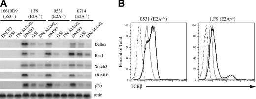 Figure 3. Inhibition of Notch1 affects the expression of Notch1 target genes in E2A–/– lymphomas. (A) Northern blot of total RNA isolated from lymphomas treated with DMSO or GSI for 48 hours or sorted GFP+ cells from DN-MAML–expressing cells harvested 48 hours after infection. The blot was probed sequentially with the indicated cDNA probes. (B) Flow cytometric analysis of cell surface TCR-β on E2A–/– lymphomas treated with DMSO (black histogram) or GSI (gray histogram) for 24 hours. Broken line represents staining with irrelevant fluorescently labeled antibody.