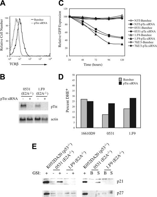 Figure 5. pTα is required for optimal expansion of E2A–/– lymphomas. (A) FACS analysis of E2A–/– lymphoma (1.F9) with control (black histogram) or pTα siRNA (gray histogram) virus and stained with anti–TCR-β antibody (solid line) or control IgG (broken line). Anti–TCR-β staining is shown on GFP+ cells. (B) Northern blot of RNA isolated from GFP+ lymphomas 48 hours after infection with control or pTα siRNA virus. The blot was probed with pTα or actin cDNA, as indicated. (C) The 70Z/3 pre–B cell line (♦), E2A–/– lymphomas 0531 (•) and 1.F9 (▴), and the Notch3-transformed cell line N3T (▪) were infected with control (open symbols) or pTα siRNA (filled symbols) virus, and the percentage of GFP+ cells was determined every 24 hours by flow cytometry. Infection efficiency for each cell line was 40% to 60%. (D) Control (▦) and pTα siRNA virus–infected (▪) cells were incubated with DHE for 30 minutes starting 48 hours after infection. The percentage of GFP+ cells showing increased fluorescence with DHE is shown. (E) Western blot of whole cell extracts made from lymphoma lines treated for 48 hours with DMSO (–) or GSI (+) or 48 hours after infection with control virus (B) or pTα siRNA–producing virus (S). The blots were probed sequentially with antibodies detecting p21 or p27. Total protein loading was visualized before hybridization using Amido Black and mirrored the intensity of the nonspecific band present on the p21 blot.