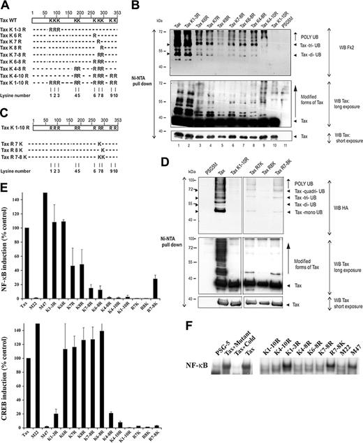 Figure 1. Tax C-terminal lysines are critical for NF-κB, but not CREB, activation. (A) Schematic representation of the lysine-to-arginine Tax mutants. (B) 293T cells were transfected with the various Tax-6His plasmids and proteins purified by denaturing Ni-NTA pull-down were blotted with mabs to poly-ubiquitin chains (top panel) or to Tax (middle and bottom panels). (C) Representation of Tax mutants in which lysines 7 and/or 8 were reintroduced to the lysineless protein K1-10R-6His. (D) 293T cells were transfected with Tax-6His, the lysineless Tax K1-10R-6His, or the indicated reverse mutants in the presence of an HA-Ub plasmid to favor Tax ubiquitylation. Proteins purified by denaturing Ni-NTA pull-down were blotted with mabs to HA (top panel) or to Tax (middle and bottom panels). (E) Jurkat cells were cotransfected with the NF-κB-Luc (top panel) or the HTLV-LTR-Luc (bottom panel) reporter plasmids, and the plasmids encoding for Tax or Tax mutants. For normalization, cells were cotransfected with renilla luciferase expression plasmid. Activity of the wild-type protein was set to 100%. The results represent the mean plus or minus standard deviation of at least 3 different experiments. (F) Jurkat cells were cotransfected with Tax or Tax mutants. NF-κB DNA-binding activity was assessed by electrophoretic mobility shift assay using a consensus oligonucleotide for NF-κB. Specificity of the NF-κB complex was determined by the addition of an excess of an unlabeled consensus (cold) or mutated (mutant) oligonucleotides.