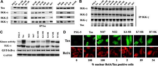 Figure 2. Tax C-terminal lysines are critical for IKK binding, IKK activation, and nuclear translocation of RelA. (A) HeLa cells were transfected with Tax or Tax mutants. Lysates were immunoprecipitated with anti-Tax mab and recovered proteins were blotted using anti-Tax, anti-IKKα, anti-IKKβ, or anti-IKKγ antibodies, as indicated. (B) HeLa cells were transfected as in panel A. Lysates were immunoprecipitated using anti-IKKγ antibodies and recovered proteins were blotted using anti-Tax, anti-IKKα, anti-IKKβ,or anti-IKKγ antibodies, as indicated. (C) Jurkat cells were transfected with Tax or Tax mutants. Activity of immunoprecipitated IKK was assessed by kinase assay using GST-IκB-α as substrate (top panel). Immunoprecipitates were probed with anti-IKKα antibody to determine the amounts of precipitated kinase and with anti–GST-IκB-α to determine the amount of substrate. Equal amounts of lysates were determined by blotting with anti-GAPDH antibody. (D) HeLa cells were transfected with either Tax plasmid and stained with anti-Tax and anti-RelA antibodies. The percentage of nuclear translocation of RelA in Tax-positive cells is indicated.