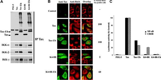 Figure 3. Tax ubiquitylation mediates IKK binding and nuclear translocation of RelA. (A) HeLa cells were transfected with wild-type Tax, Tax-Ub, Tax K4-8R, or Tax K4-8R-Ub. After immunoprecipitation with anti-Tax mab, recovered proteins were blotted with anti-Tax, anti-IKKα, anti-IKKβ, or anti-IKKγ antibodies, as indicated. (B) HeLa cells were transfected as in panel A and stained by dual immunofluorescence with anti-Tax (green) and anti-RelA (red) antibodies. The percentage of nuclear translocation of RelA in Tax-positive cells is indicated. (C) Jurkat cells were cotransfected with the NF-κB-Luc (▪) or the HTLV-LTR-Luc (▨) reporters, renilla luciferase, and either Tax plasmid. Activity of the wild-type protein was set to 100%.