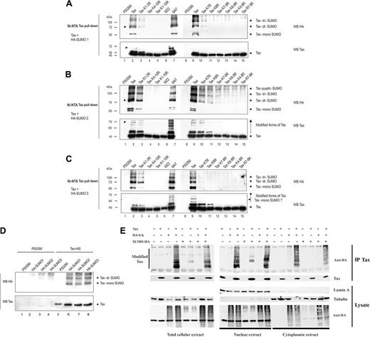 Figure 4. Tax is SUMO-conjugated in the nucleus. (A-D) 293T (A-C) or Jurkat (D) cells were transfected with the plasmids encoding for Tax-6His or Tax mutants in the presence of HA-SUMO1 (A,D), HA-SUMO2 (B,D), or HA-SUMO3 (C,D) plasmids. Proteins purified by denaturing Ni-NTA pull-down were blotted with anti-HA (top panel) or anti-Tax (bottom panel) mabs. (E) HeLa cells were cotransfected with Tax and either Ub-HA and/or HA-SUMO3 plasmids. After immunoprecipitation with anti-Tax mab, recovered proteins were blotted with anti-Tax or anti-HA antibodies. Cell fractionation was performed as described in “Materials and methods.” Total lysates (left panels), nuclear extracts (lamin positive, tubulin negative; middle panels), and cytoplasmic extracts (lamin negative, tubulin positive; right panels) are displayed. Lysates were blotted with anti-HA and antitubulin antibodies to ensure equal loading.