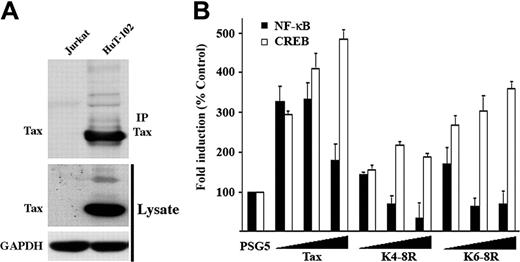 Figure 6. Endogenous Tax is ubiquitylated. (A) HuT-102 or Jurkat cells were either directly lysed in Laemli buffer or processed for immunoprecipitation with anti-Tax mab and blotting with anti-Tax sera. Lysates were also blotted with anti-GAPDH antibody. (B) C8166 cells were cotransfected with the NF-κB-LacZ (▪) or the HTLV-LTR-LacZ (□) reporter plasmids, and increasing doses of either Tax plasmid. The amount of transfected DNA was maintained at 3 μg using the PSG5 plasmid. Results correspond to β-gal activity after subtraction of the signal obtained in absence of LacZ plasmid and normalization to the amount of total proteins. Activity of the wild-type Tax protein was set to 100%.