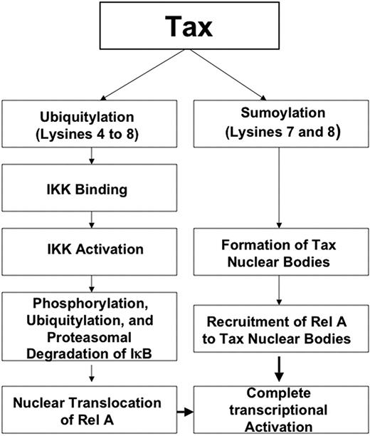 Figure 7. Proposed model for the role of Tax ubiquitylation and sumoylation in NF-κB activation.