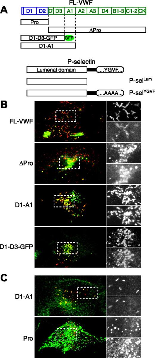 Figure 1. The D′-D3 domain of VWF is sufficient to recruit the P-selectin lumenal domain. HEK293 cells were nucleofected with various VWF constructs (A) and either a soluble lumenal domain of P-selectin (A-B) or a mutated P-selectin (A,C). VWF is stained red, and P-selectin is stained green (note that for D1-D3-GFP, the red and green layers have been interchanged to be consistent with the rest of the figure). Panels on the right are enlargements of the regions boxed with dashed lines on the left. The enlarged top panel is VWF, and the bottom panel is P-selectin. Note that the P-selectin pattern is very different when coexpressed with the propeptide because it is not recruited to the VWF-positive puncta.