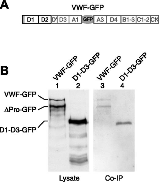 Figure 2. Coimmunoprecipitation of D1-D3 VWF with an anti–P-selectin antibody. HEK293 cells were nucleofected with the P-selectin lumenal domain, seen in Figure 1A, and either VWF-GFP (A) or D1-D3-GFP in Figure 1A. Cells were lysed, and P-selectin was immunoprecipitated from the lysate by the monoclonal anti–P-selectin antibody AC1.2. (B) Coimmunoprecipitation of VWF with P-selectin was determined by Western blot using a rabbit polyclonal anti-GFP antibody.