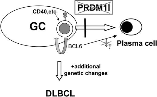 Figure 7. Hypothetical model of the role of PRDM1 in DLBCL pathogenesis. Germinal center (GC) B cells, upon activation through antigen binding to high-affinity receptor, undergo terminal differentiation to plasma cells as a result of PRDM1 induction. Genetic defects in PRDM1 prevent accumulation of functional PRDM1 and inhibit terminal differentiation. As a result, the GC B cells are forced to remain in an activated state and continue to proliferate, possibly driven by BCL6 deregulated expression (as described in “Discussion”). They may then acquire additional genetic alterations that lead to development of full-blown DLBCLs.