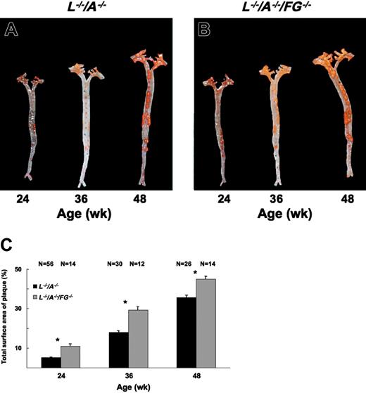 Figure 2. Plaque formation in entire aortic trees. Sudan IV staining of aortic trees of male (A) L–/–/A–/– and (B) L–/–/A–/–/FG–/– mice at 24, 36, and 48 weeks of age, showing the extent of lipid-containing plaque (red/orange stains) in these strains. (C) The percent of total surface occupied by plaque in the aorta between L–/–/A–/– (▪) and L–/–/A–/–/FG–/– (▦) mice. N = number of mice. *P < .001 between pairs.