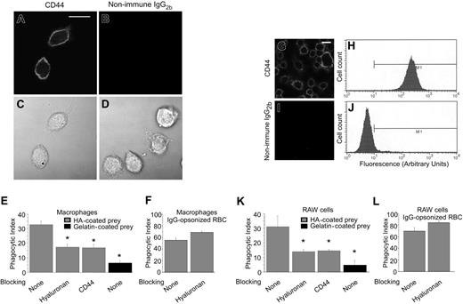 Figure 1. Internalization of hyaluronan (HA)–coated phagocytic prey is mediated by CD44. (A-D) Confocal fluorescence and differential interference contrast (DIC) images of murine peritoneal macrophages demonstrating the specific binding of anti-CD44 (CD44) antibody. The solid line represents 10 μm. (E) Quantitative analysis of phagocytosis of HA- and gelatin (control)–coated beads in the presence or absence of soluble HA, anti-CD44 antibody, or buffer control (none). Note that the macrophages internalize HA-coated beads and this is inhibited by soluble HA or by blocking anti-CD44 antibody. By contrast, uptake of gelatin-coated beads is substantially less (phagocytic index < 5). (F) Quantitative analysis of phagocytosis of IgG-opsonized erythrocytes (RBCs) in the presence or absence of soluble HA or buffer control (none). Note that uptake of IgG-opsonized erythrocytes (RBCs, mediated by Fcγ receptors) is not inhibited by soluble HA. (G-J) Confocal immunofluorescence images (G,I) and flow cytometric analysis (H,J) of RAW264.7 macrophages stained with anti-CD44 (G) or isotype control antibodies demonstrating high levels of expression of CD44 and confirming the specificity of the anti-CD44 antibody. (K) Quantitative analysis of phagocytosis of HA-coated beads by RAW macrophages demonstrating efficiency of internalization of HA-coated beads and inhibition by soluble HA or by blocking anti-CD44 antibody. Uptake of gelatin-coated (control) beads is comparatively very low. (L) Quantitative analysis of efficiency of phagocytosis of IgG-opsonized RBCs by RAW macrophages in the presence or absence of soluble HA or buffer control (none). Note that uptake of IgG-opsonized RBCs (mediated by Fcγ receptors) is not inhibited by soluble HA. *Difference from control (no blocking), P < .05, mean ± standard error (SE) of 4 separate experiments.