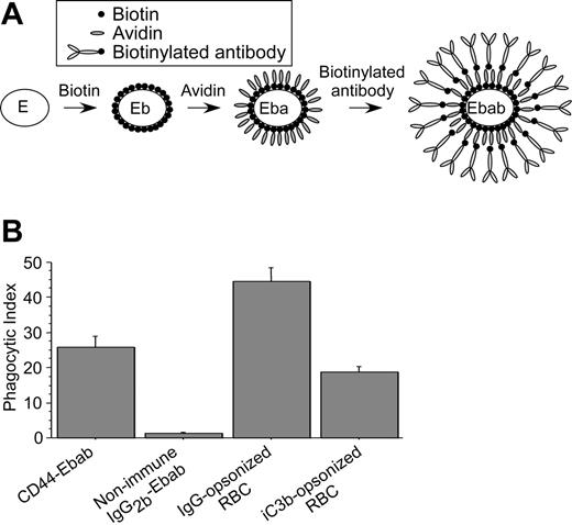 Figure 2. CD44 mediates phagocytosis of large particles. (A) Schematic representation of the construction of an erythrocyte-biotin-avidin-biotinylated-antibody (Ebab) beginning with the erythrocyte “E” through to the mature prey Ebab. (B) Efficiency of phagocytosis of CD44 and IgG2b-coated Ebabs as well as IgG- and iC3b-opsonized erythrocytes by RAW macrophages. Phagocytosis was recorded as the phagocytic index; mean ± SE of 4 separate experiments.