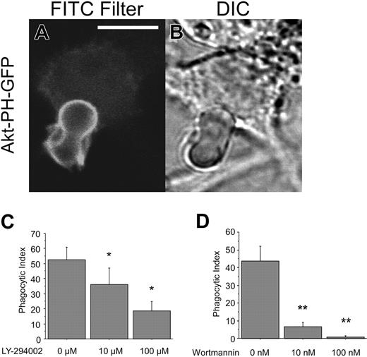 Figure 5. PI3 kinase is involved in CD44-mediated phagocytosis. (A-B) Confocal fluorescent and transmitted light images of RAW cells transfected with Akt-PH-GFP and presented with CD44 Ebabs. The solid line represents 5 μm. (C-D) Efficiency of phagocytosis of CD44 Ebabs by RAW cells preincubated with increasing doses of LY-294002 or wortmannin. *Different from 0 μM LY-294002; P < .05, mean ± SE of 4 separate experiments. **Different from 0 μM wortmannin; P < .05, mean ± SE of 4 separate experiments.