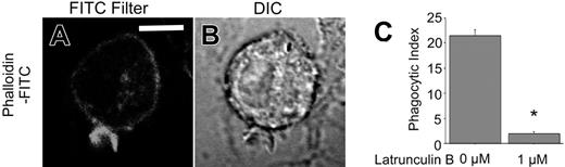 Figure 6. Actin cytoskeletal alterations are required for CD44-mediated phagocytosis. (A-B) Confocal fluorescent and transmitted light images of phalloidin-FITC–stained RAW cells during early stages of phagocytosis of CD44 Ebabs. The solid line represents 5 μm. (C) Efficiency of phagocytosis of CD44 Ebabs by RAW cells preincubated with latrunculin B 0 and 1 μM. *Different from 0 μM latrunculin B, P < .01, n = 4. Phagocytosis was recorded as the phagocytic index.