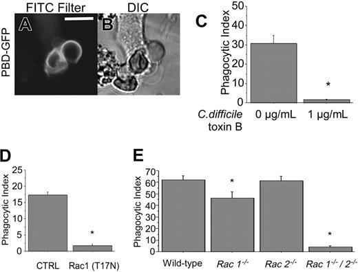 Figure 7. Rac1 is involved in CD44-mediated phagocytosis. (A-B) Confocal fluorescent and transmitted light images of GFP PBD-transfected RAW cells presented with CD44 Ebabs. Solid line represents 5 μm. (C) Efficiency of phagocytosis of CD44 Ebabs by RAW cells preincubated with 0 or 1 μg/mL C difficile toxin B. *Different from 0 μg/mL C difficile toxin B; P < .01, mean ± SE of 4 separate experiments. (D) Efficiency of phagocytosis of Rac1 (T17N) dominant-negative GFP-transfected RAW cells or the nontransfected controls fed with CD44 Ebabs. *Different from nontransfected controls; P < .01, n = 4. (E) Efficiency of phagocytosis of CD44 Ebabs by Rac1–/–, Rac2–/–, Rac1–/–/Rac2–/– (double knockout), and wild-type peritoneal macrophages. *Different from wild-type peritoneal macrophages; P < .01, mean ± SE of 4 separate experiments.
