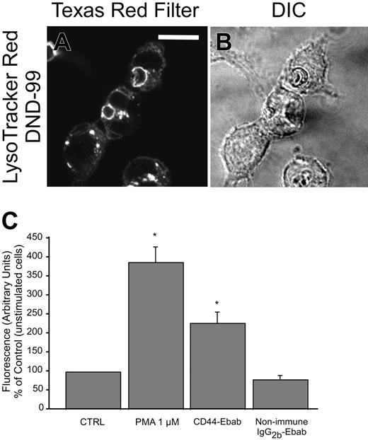 Figure 8. CD44-mediated phagocytosis results in formation of a mature phagosome. (A-B) Confocal fluorescent and transmitted light images, respectively, of LysoTracker Red DND-99 staining during the late stages of CD44-mediated phagocytosis (30 minutes), indicating phagosome-lysosome fusion. The solid line represents 10 μm. (C) Phagocytosis of CD44 Ebabs stimulates production of reactive oxygen species by murine neutrophils. *Different from nonimmune IgG2b-Ebab; P < .05, mean ± SE of 3 separate experiments.