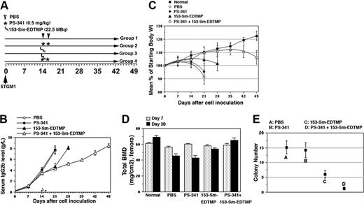 Figure 4. Combined PS-341 and 153-Sm-EDTMP therapy delays myeloma progression and bone destruction in C57BL / KaLwRij mice. (A) Schematic representation of the in vivo protocol. (B) Effect of therapy on serum IgG2b levels in 5TGM1 myeloma-bearing mice. IgG2b levels were measured by ELISA as described in “Materials and methods.” Data are means ± SD of 6 mice. (C) Percentage of change in total body weight in treatment groups receiving 153-Sm-EDTMP without or with PS-341. Tumor-bearing or normal mice were measured weekly and are presented as percentage of initial body weight ± SD. (D) Total BMD in femurs of normal mice or mice injected with 5TGM1 were measured by DEXA on days 7 and 20, n = 6 per group. (E) On day 17, one mouse per treatment group was killed, and bone marrow was used to enumerate the posttreatment clonogenicity of bone marrow–resident 5TGM1 cells. Each point represents the mean colony number per 10 fields ± SD.
