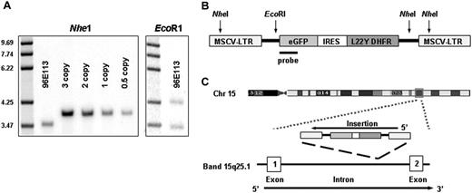 Figure 2. Molecular analysis of tumor and blood. (A) Southern blot analysis with an enhanced green fluorescent protein (eGFP) probe to determine copy number of the proviral genome in DNA extracted from the left kidney, which was heavily infiltrated with tumor cells. DNA (10 μg) from the tumor and from copy number control DNA obtained from Jurkat cells containing known copies per cell of the GFP gene were digested with NheI, which cuts once in each proviral LTR, and then hybridized with an eGFP probe. The copy number was calculated as 0.9 copies by phosphoimager scanning and comparison of band intensity to the Jurkat DNA copy number controls. The second panel shows 10μg tumor DNA digested with EcoR1, which cuts once within the proviral genome and therefore generates a unique band for each integration site based on the relative position of the first EcoR1 site in flanking genomic DNA. (B) Scheme of MgirL22Y retroviral vector (which contains eGFP), the internal ribosomal entry site (IRES), and the mutant dihydrofolate reductase gene (L22Y). Shown is the binding site of the probe as well as cutting sites of NheI and EcoRI. (C) BCL2-A1 is a small gene with one intron and 2 exons. The insertion occurred in the intron in the gene opposing DNA strand in chromosome band 15q25.1.