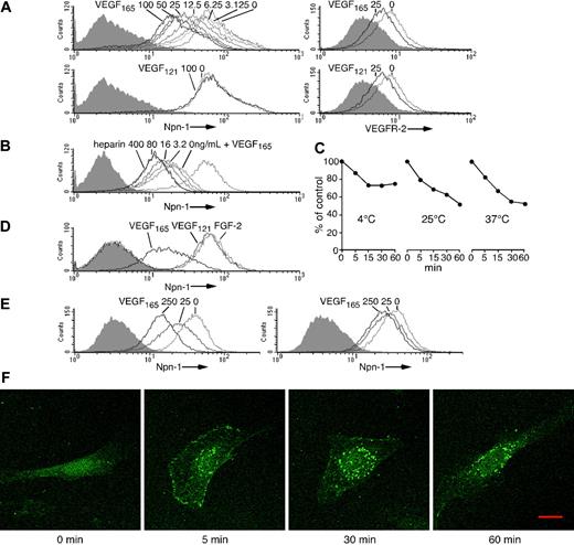 Figure 5. VEGF165 reduces levels of cell-surface Npn-1 and induces its internalization. (A) (Left) Npn-1 detected on endothelial cells incubated (25°C, 1 hour) with VEGF165 (0-100 ng/mL) or VEGF121 (0 or 100 ng/mL). (Right) VEGFR-2 detected on endothelial cells incubated with VEGF165 (0 or 25 ng/mL) or VEGF121 (0 or 25 ng/mL). Shaded graphs reflect control staining. (B) Npn-1 detected on endothelial cells stimulated (25°C, 1 hour) with VEGF165 (250 ng/mL) plus heparin (0-400 ng/mL). Unstimulated cells: dotted line. (C) Temperature dependency of VEGF165-induced surface Npn-1 reduction. Endothelial cells were incubated with VEGF165 (25 ng/mL) and heparin (2 μg/mL) at 4°C, 25°C, or 37°C for 5, 15, 30, or 60 minutes. Results reflect mean percent signal intensities with stimulation compared with no stimulation. (D) Npn-1 detected on endothelial cells cultured (37°C, 30 hours) with 25 ng/mL VEGF165, VEGF121, or FGF-2. (E) Npn-1 detected on the endothelial-cell–surface (left) and after cell permeabilization (right). Cells were incubated (25°C, 1 hour) with VEGF165 (0, 25, or 250 ng/mL). (F) Npn-1 is internalized after stimulation with VEGF165. Endothelial cells grown on fibronectin-coated glass slides were incubated (37°C; 0, 5, 30, or 60 minutes) with VEGF165 (25 ng/mL). Npn-1 was visualized under an LSM510 confocal microscope equipped with a Plan-Neofluar 40 ×/1.3 objective lens (Carl Zeiss, Thornwood, NY). Images reflect the merging of fluorescent slice and differential interference contrast (DIC) images. Images were imported into Adobe Photoshop 6.0 (Adobe Systems) for processing. Scale bar, 20 μm.