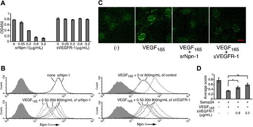 Figure 6. sNpn-1 and sVEGFR-1 counteract VEGF165 effects on Npn-1 expression and Sema3A function. (A) Binding of VEGF165 (25 ng/mL) to Npn-1 (2 μg/mL)–coated wells with srNpn-1 (0-3.2 μg/mL) or sVEGFR-1 (0-3.2 μg/mL). Error bars depict ± SD of triplicate determinations. (B) Npn-1 on endothelial cells incubated (25°C, 1 hour) with or without srNpn-1 (5 μg/mL) (top left); VEGF165 (25 ng/mL) plus srNpn-1 (0-800 ng/mL) (bottom left); VEGF165 (25 ng/mL) plus control B7-1/Fc (0 or 800 ng/mL) (top right); and VEGF165 (25 ng/mL) plus sVEGFR-1 (0-800 ng/mL) (bottom right). Dotted line: Npn-1 without stimulation of VEGF165. (C) Npn-1 detected by confocal microscopy (scale bar, 20 μm) in cells incubated (37°C; 30 minutes) in medium only (left panel), with VEGF165 (25 ng/mL), with VEGF165 plus srNpn-1 (3.2 μg/mL), or with VEGF165 plus sVEGFR-1 (3.2 μg/mL) (right panel). Images were acquired and processed as described for Figure 5F. (D) Lamellipodia retraction in endothelial cells incubated (37°C, 1 hour) with Sema3A (2 μg/mL), Sema3A (2 μg/mL) plus VEGF165 (25 ng/mL), with or without sVEGFR-1 (0.8 or 3.2 μg/mL). Error bars depict ± SD of triplicate determinations. *P < .05; **P < .01.